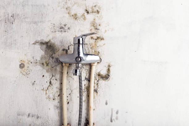  El Jon, CA Mold Removal Pros