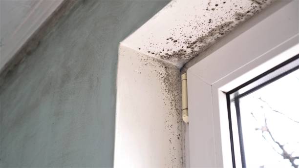 El Cajon, CA Mold Remediation Company