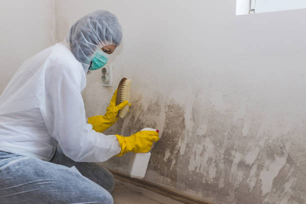 Best Mold Testing and Inspection Services in El Jon, CA