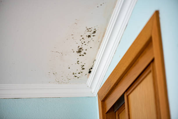 Reliable El Cajon, CA Mold Remediation Solutions