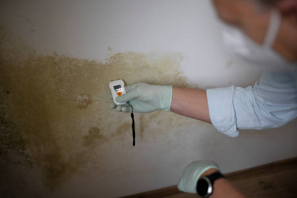 Best Health and Safety Mold Remediation in El Jon, CA