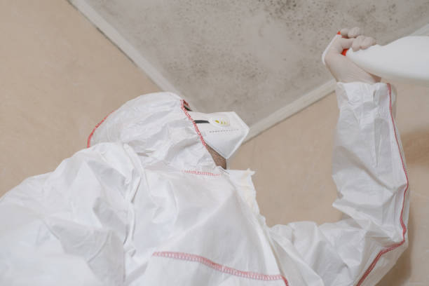 Best Emergency Mold Remediation in El Jon, CA