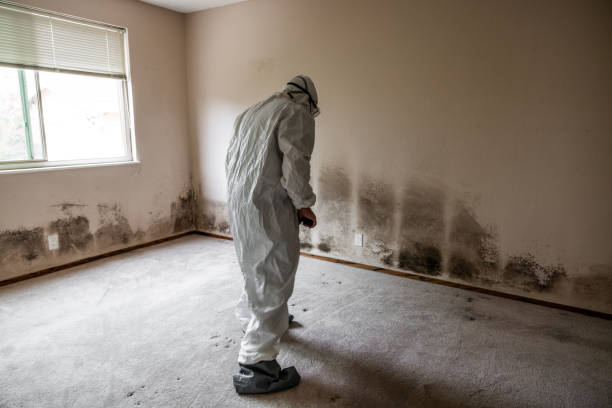 Best Post-Flood Mold Remediation in El Jon, CA