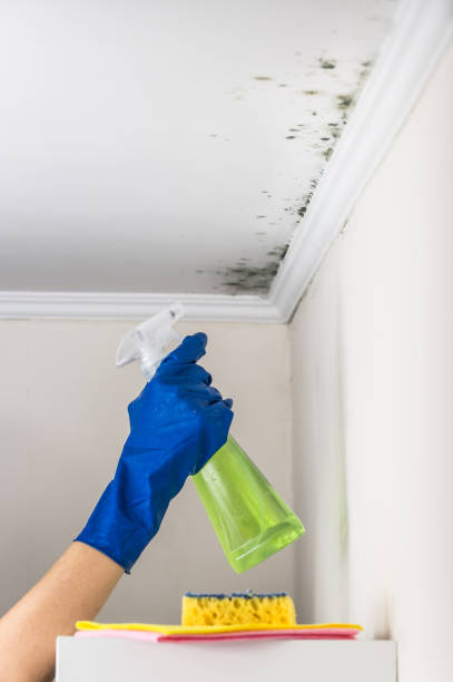 Best Industrial Mold Remediation in El Jon, CA